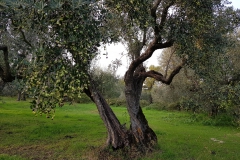LA-FATTORIA-BARBINI-olivo